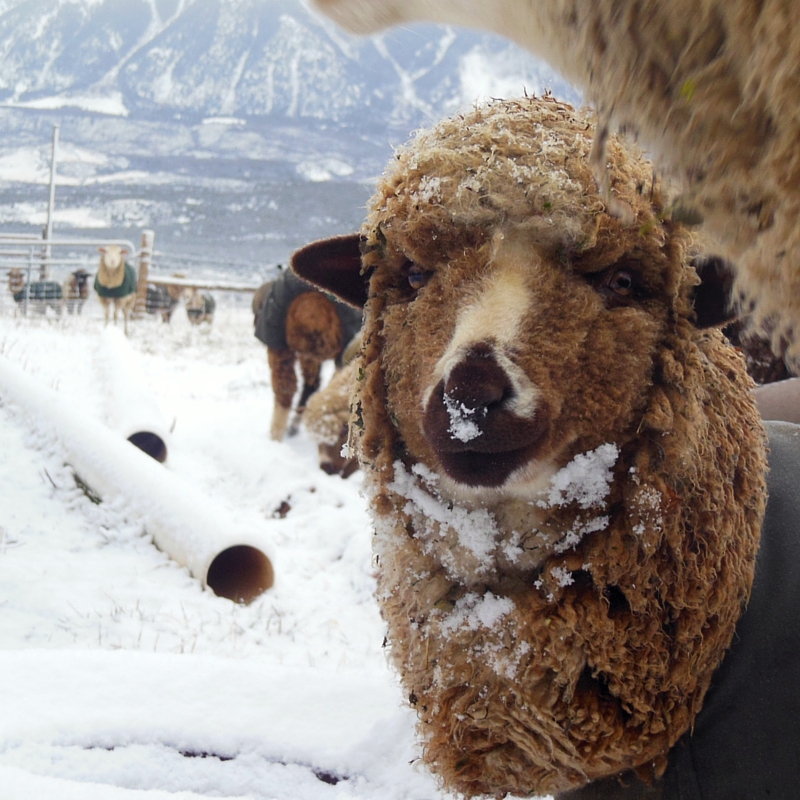 Hazelnut's First Snow