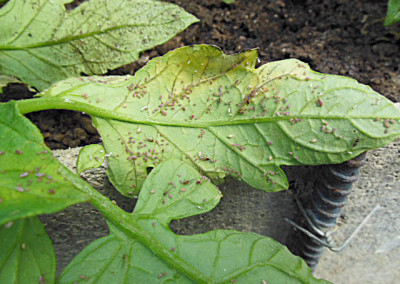 Eliminate Aphids Naturally