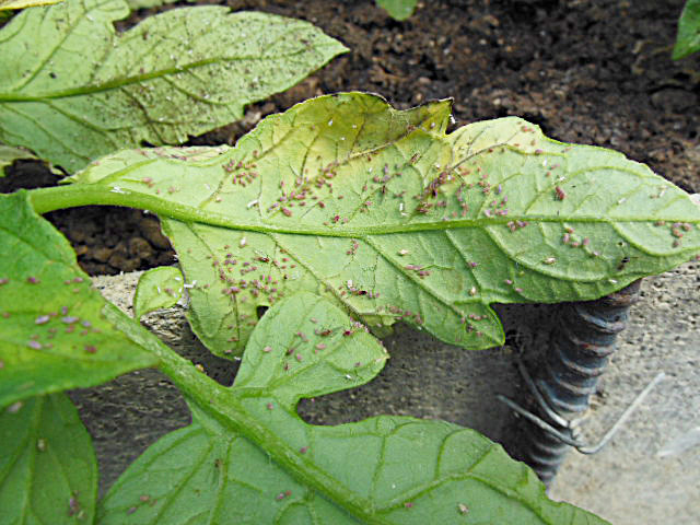 aphids-leaf