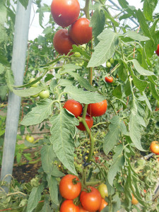 tomato-seeds-1