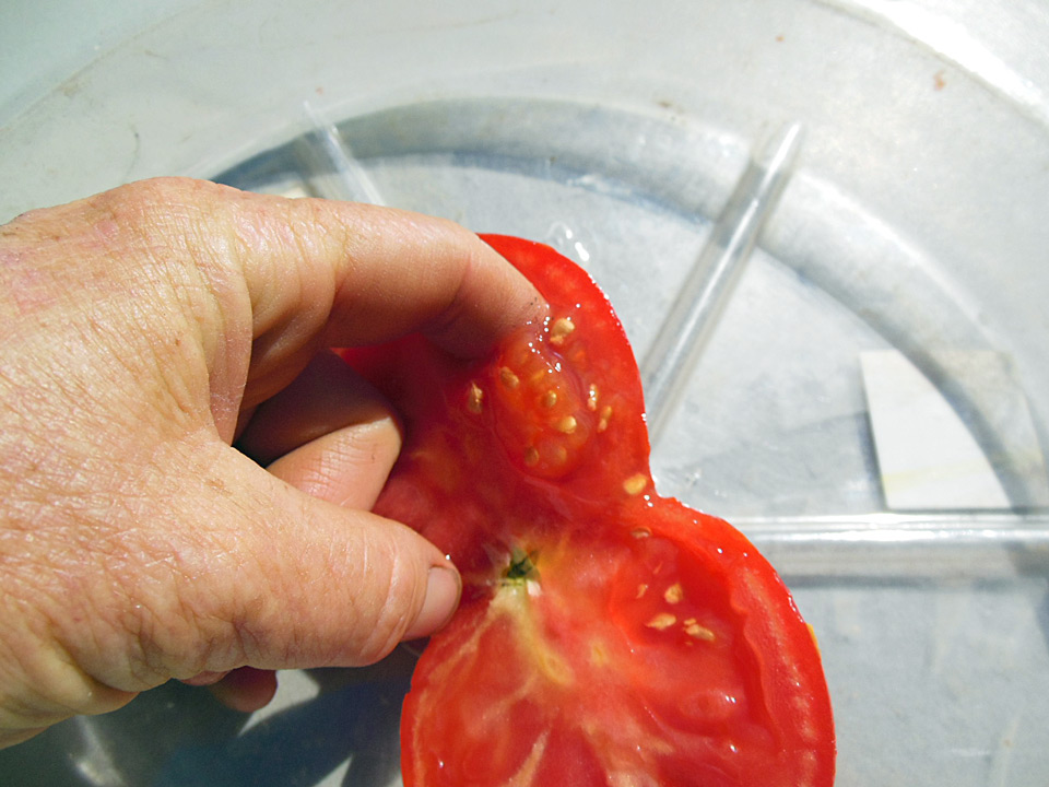 saving-tomato-seeds-the-living-farm