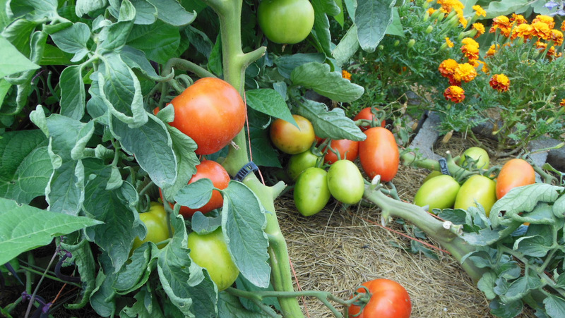 vertical-garden-tomatoes