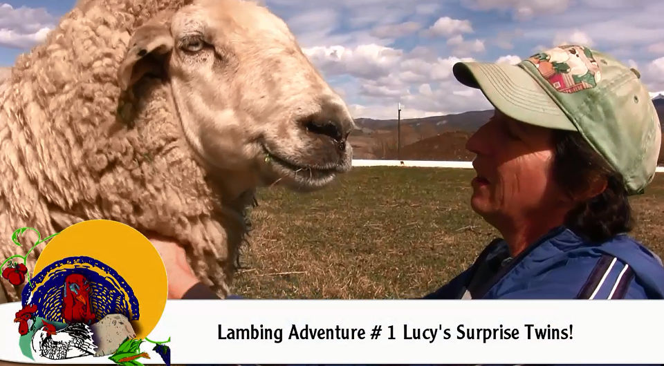 Lucy’s Surprise Twins -Lambing Adventure #1