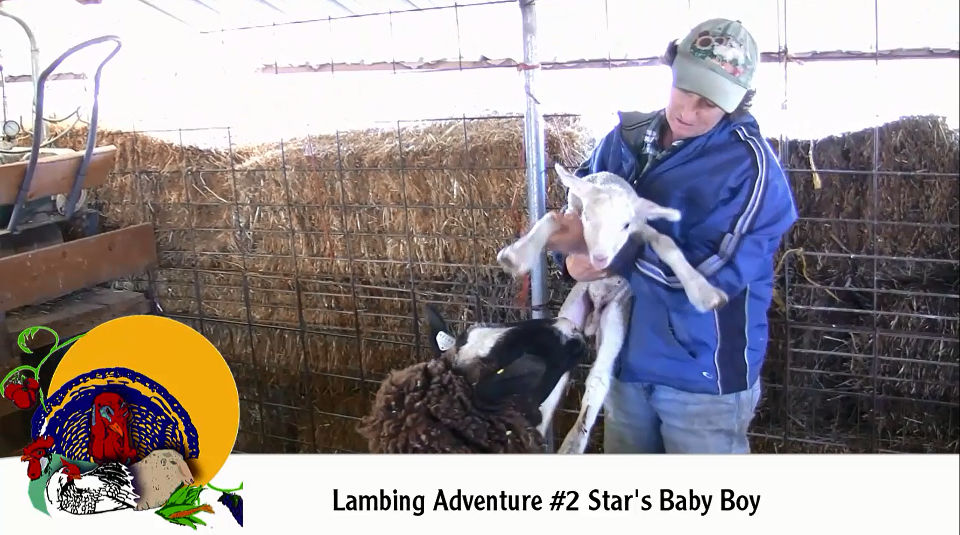 Star’s Beautiful Space Boy -Lambing Adventure #2