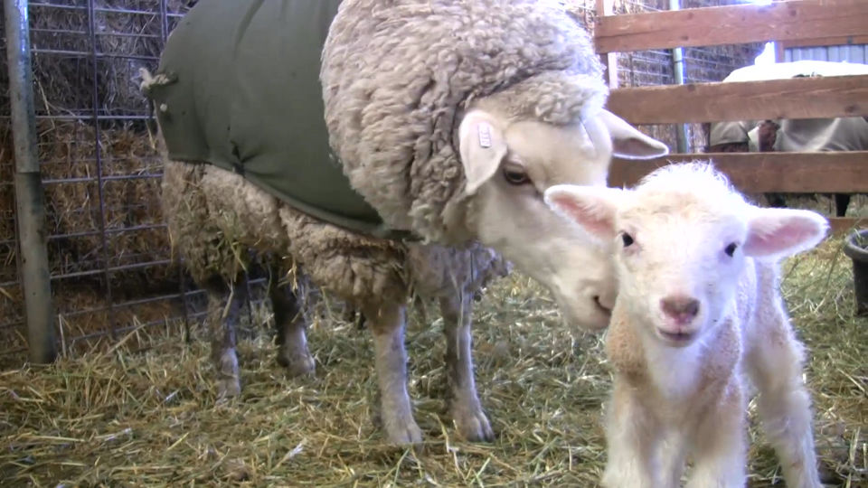 Holly’s Sheep Nursing Class – Lambing Adventure #8