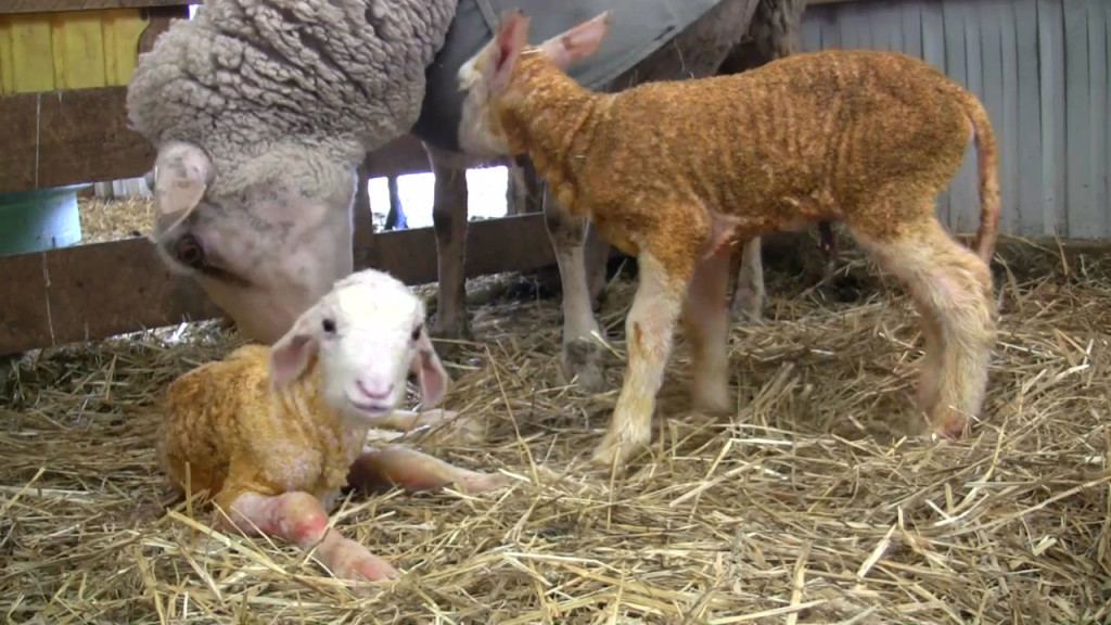 sheep birth twins