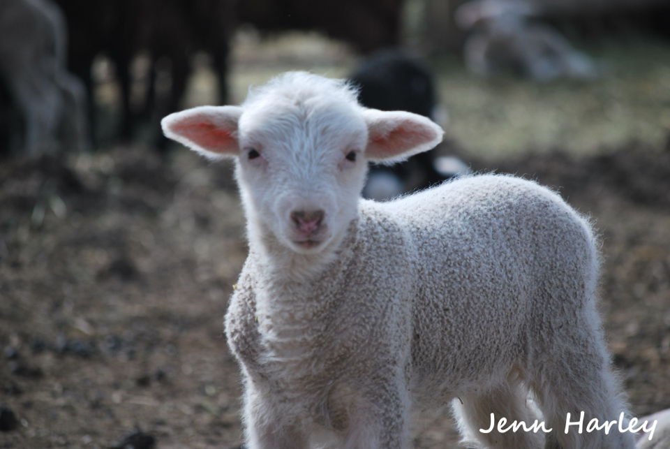 Clover's lamb