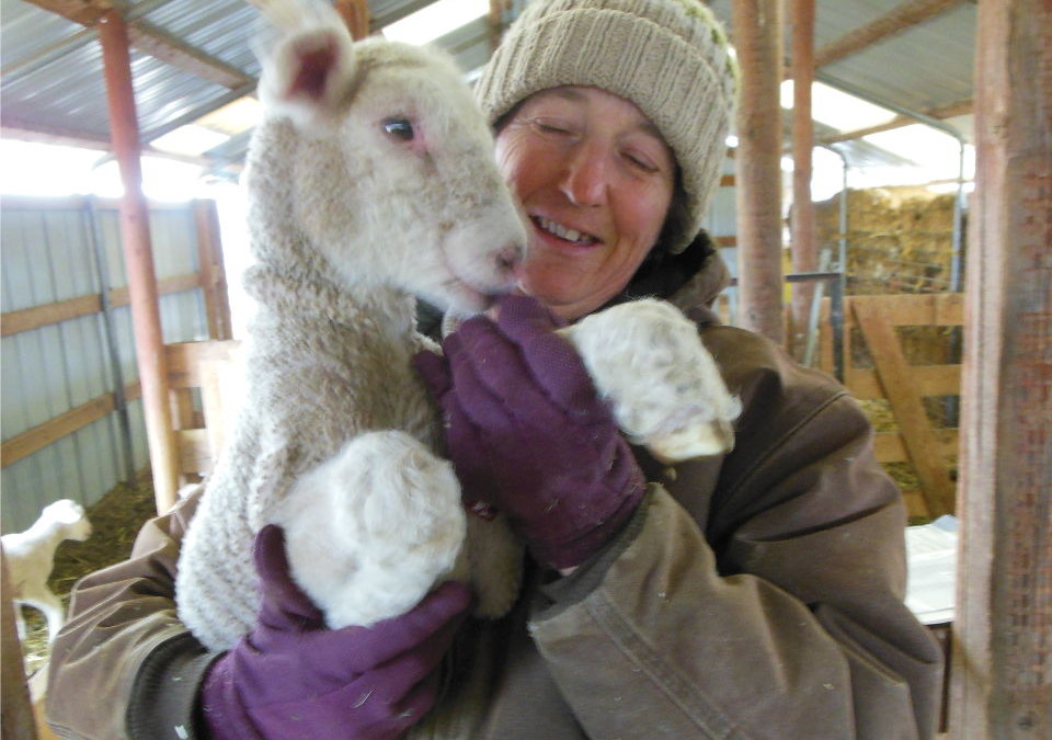 Bottle Fed Lambs – Lambing Adventure #15