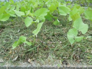 Grass Clipping Mulch