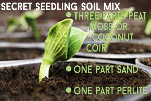 Secret Seedling Soil Mix