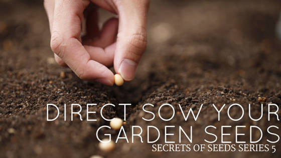 Secret of Seeds Series Episode 5 – Direct Sow Your Garden Seeds
