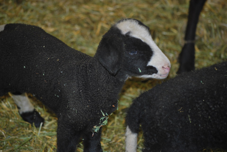 Dixie’s Difficult Birth – Lambing Adventure #13