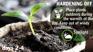 Harden Off Seedlings Day 2-5