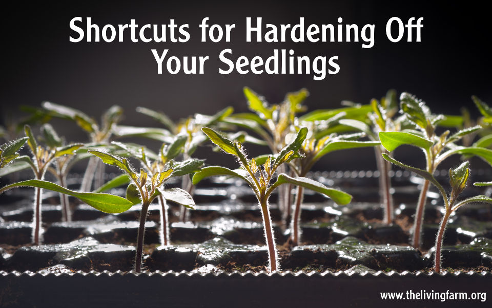 Shortcuts to Harden Off Your Seedlings