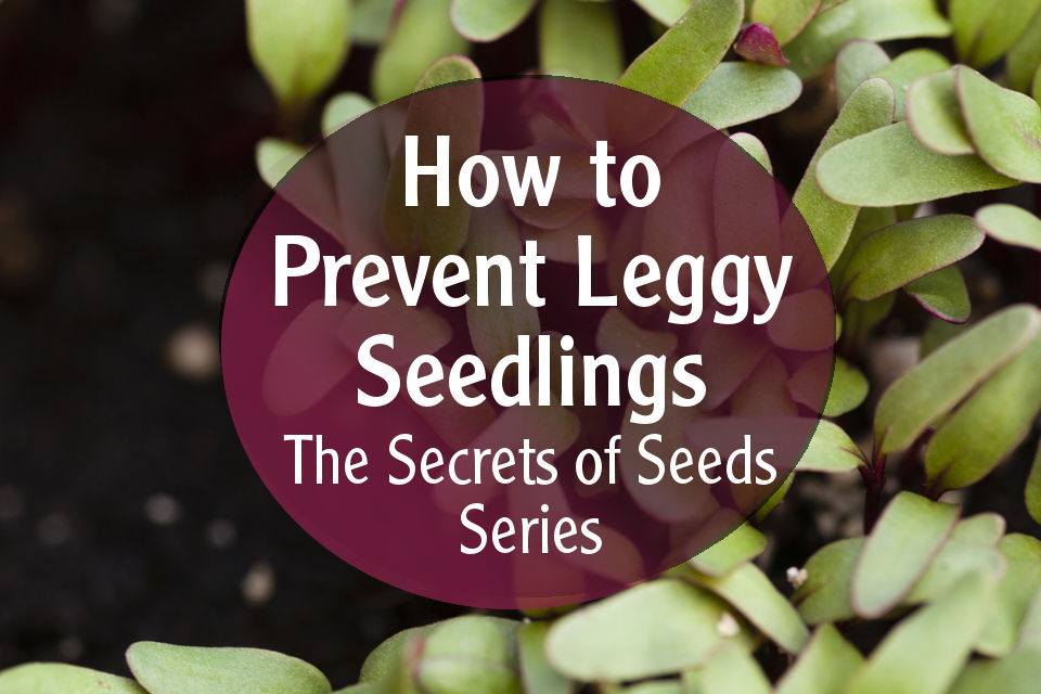 Secret of Seeds Series Episode 6 – How to Prevent Leggy Seedlings