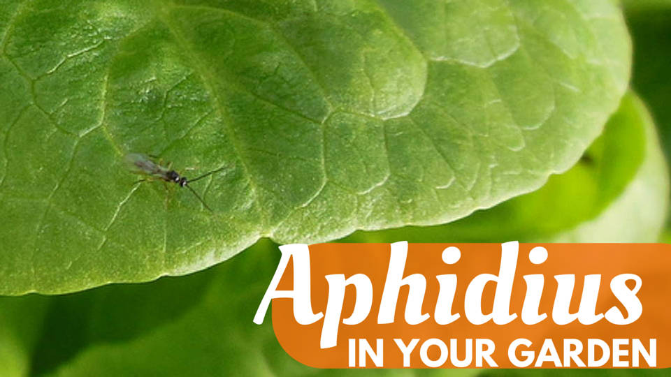 aphidius-in-your-garden