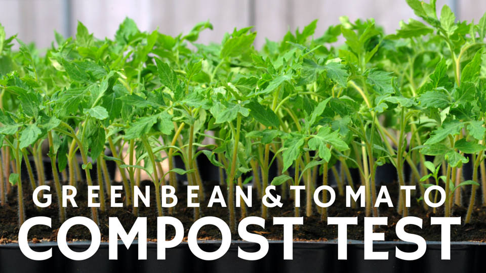 greenbean-tomato-compost-test