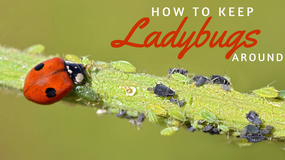 Keep Ladybugs Around