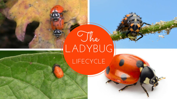 Ladybug Aphid Control - Beneficial Insects Series