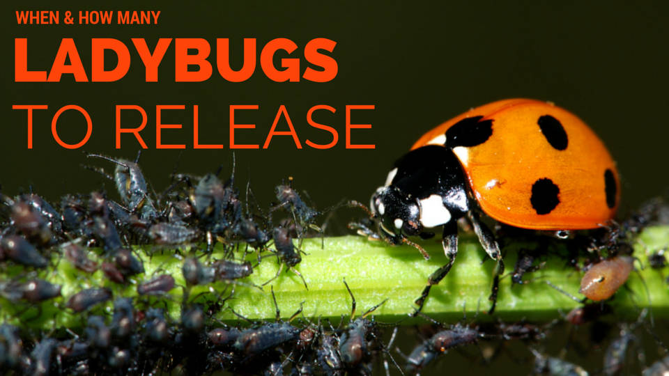 ladybug-release