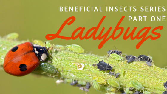 Ladybugs Beneficial Insects
