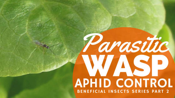 Beneficial Insects Series Part 2- Parasitic Wasp Aphid Control