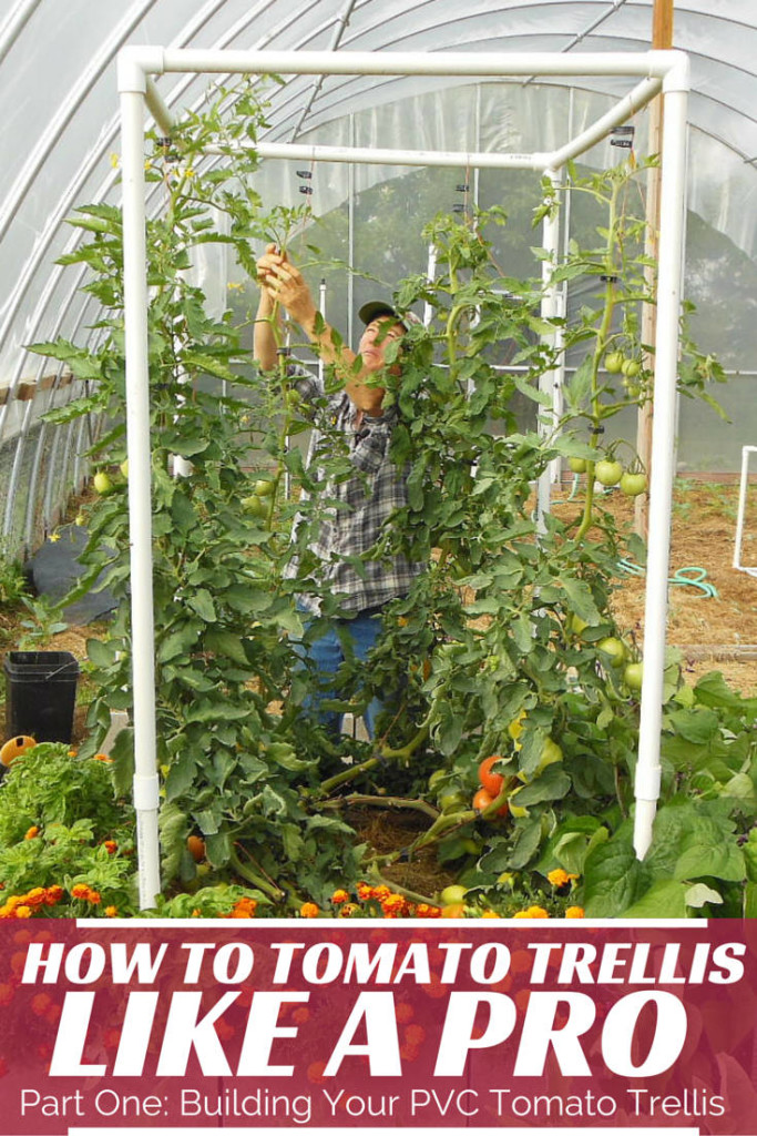 Training tomatoes on a string trellis