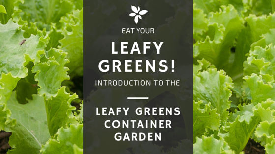 Eat Your Greens – Leafy Greens Container Garden Course