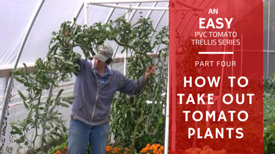 Easy PVC Tomato Trellis Part 4: How to Take Out Tomato Plants