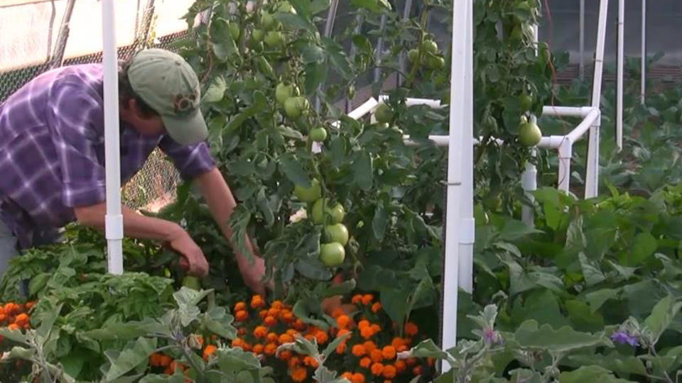 Tomato Trellis Trim Leaves