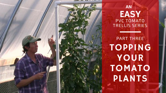Topping Tomato Plant