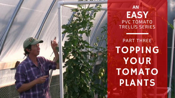 Easy PVC Tomato Trellis Part 3: Topping Tomato Plants