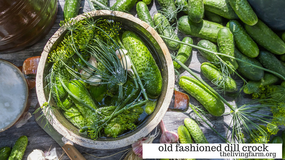 Make an Old Fashioned Dill Crock