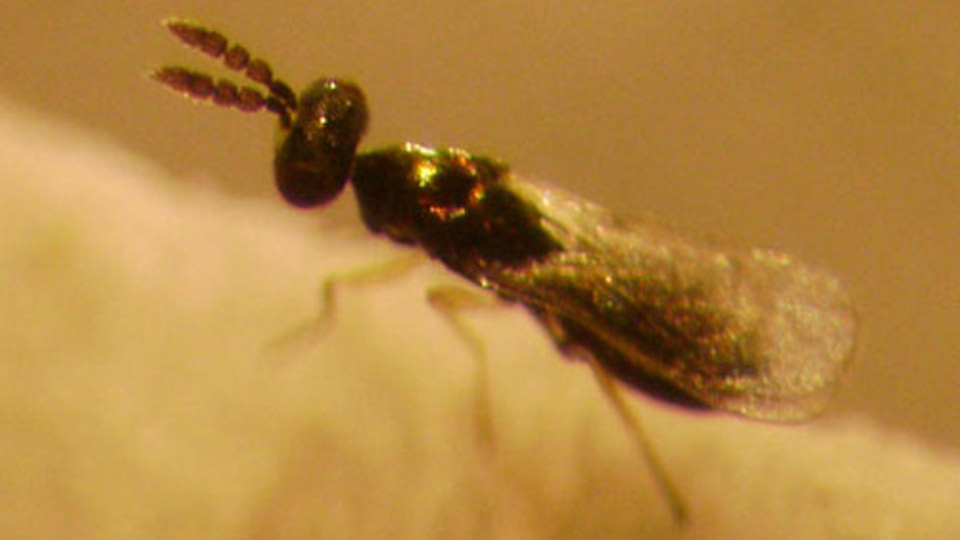 Diglyphus Leafminer Predator