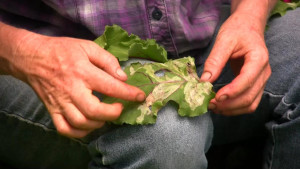 leafminer blister