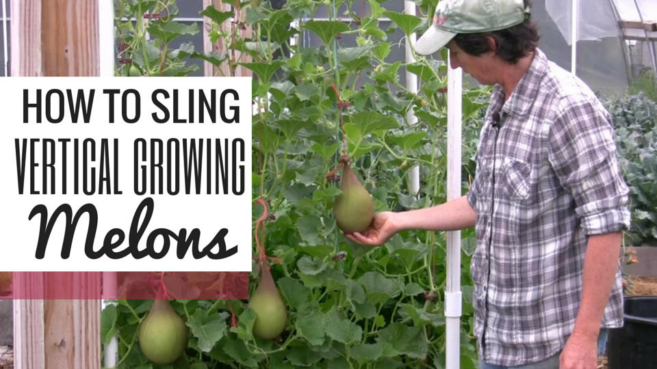 sling vertical growing melons