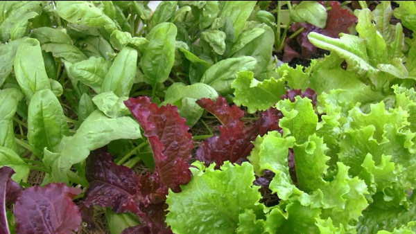 leafy greens garden course