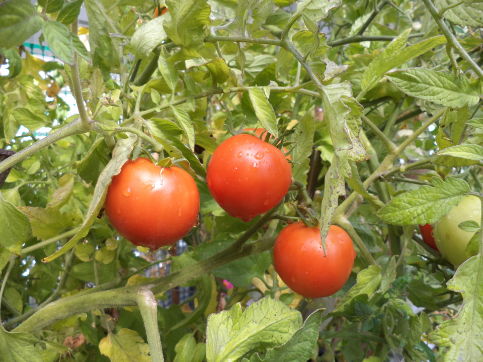 September Tomatoes