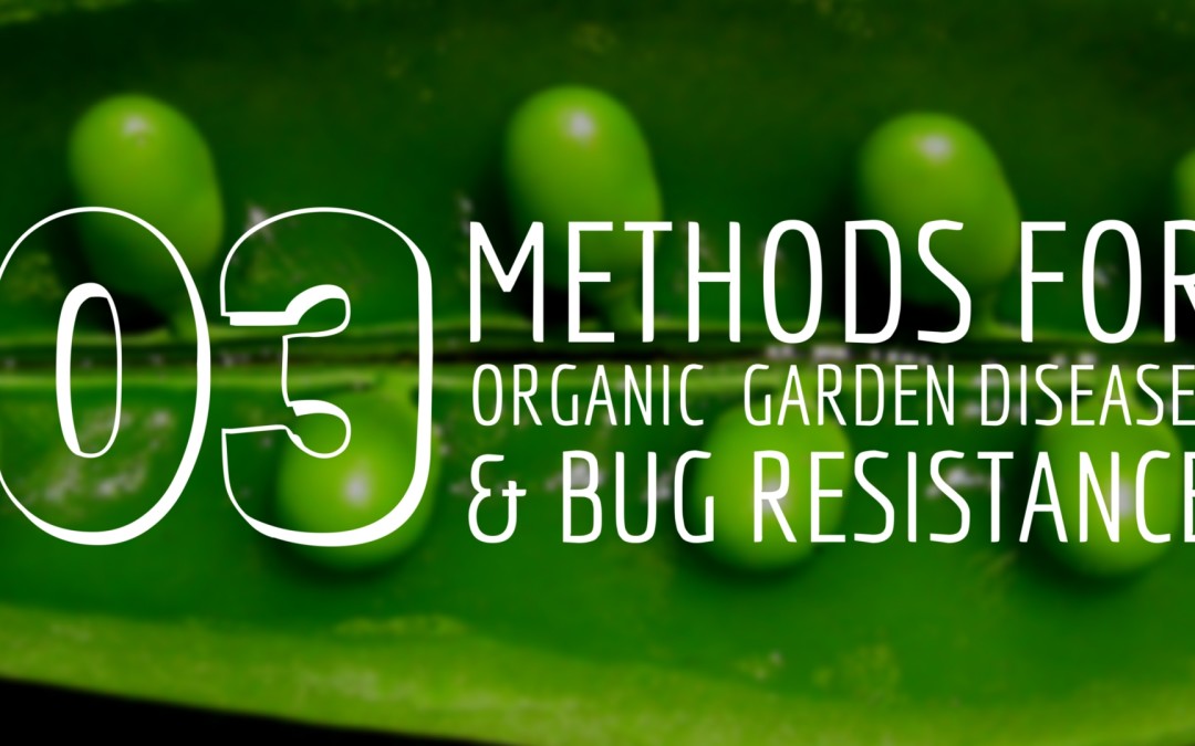 How to Have an Organic Bug and Disease Resistant Garden