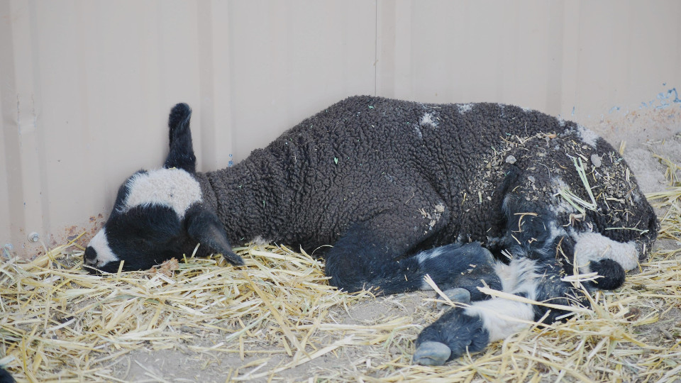 Resting Lamb Wool Pillow