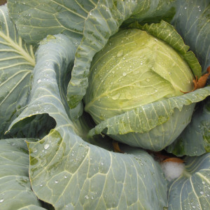 cabbage-frozen-year-in-the-garden