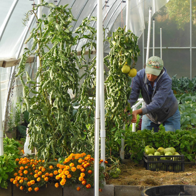 lynn-harvest-year-in-garden