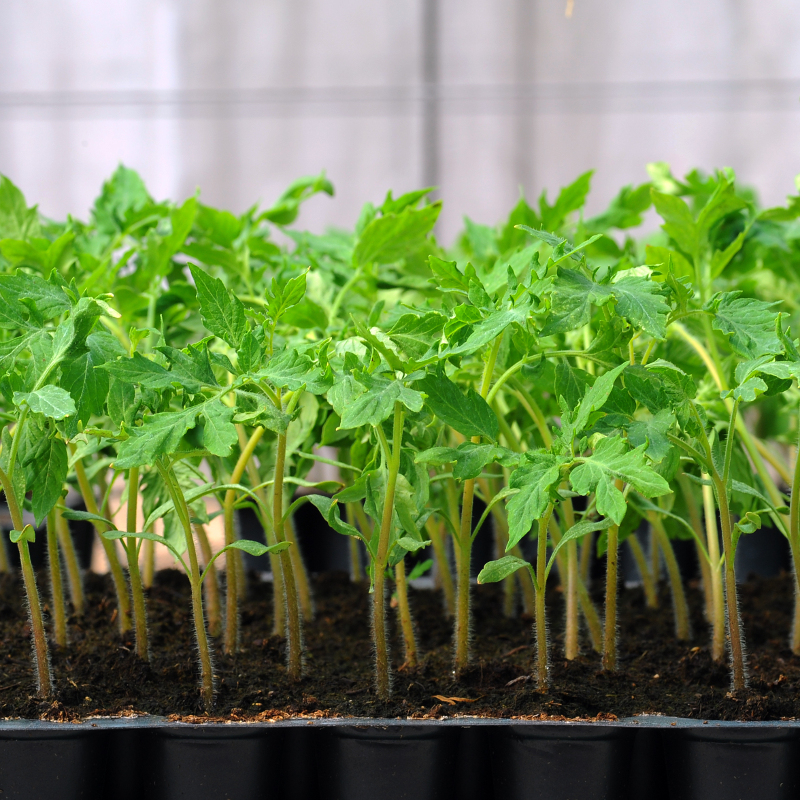 tomato-seedlings-year-in-garden