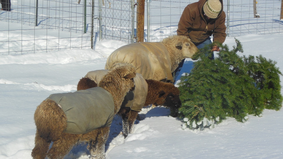 Hazelnut the Sheep gets a Christmas Tree