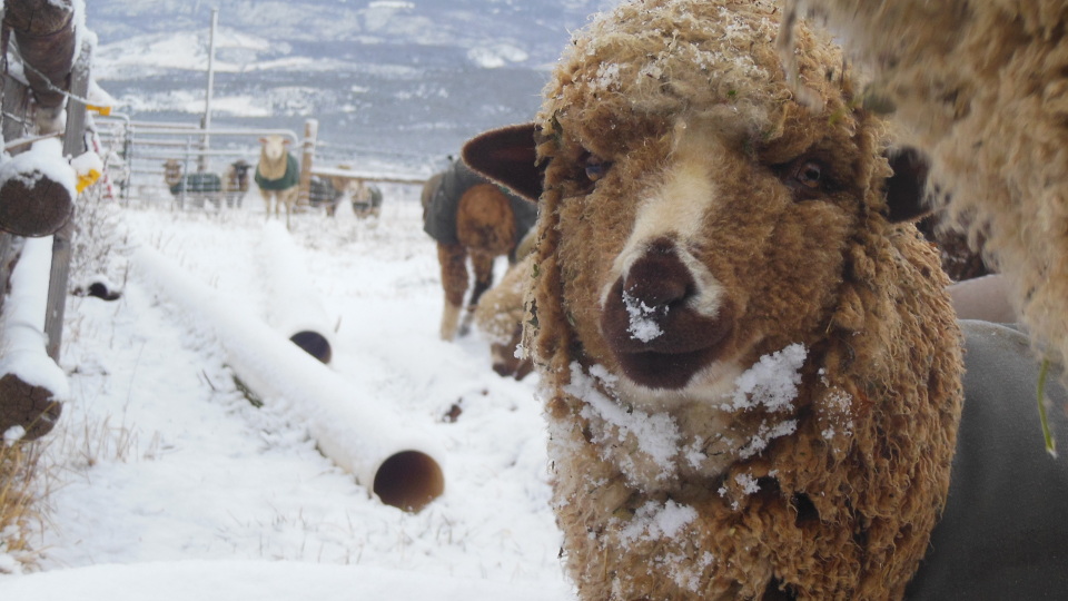 Hazelnut the Sheep’s First Snow
