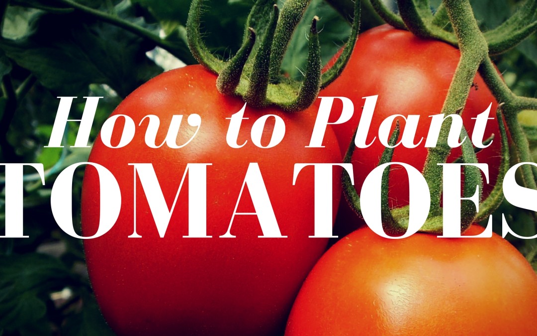 How to Plant Tomatoes