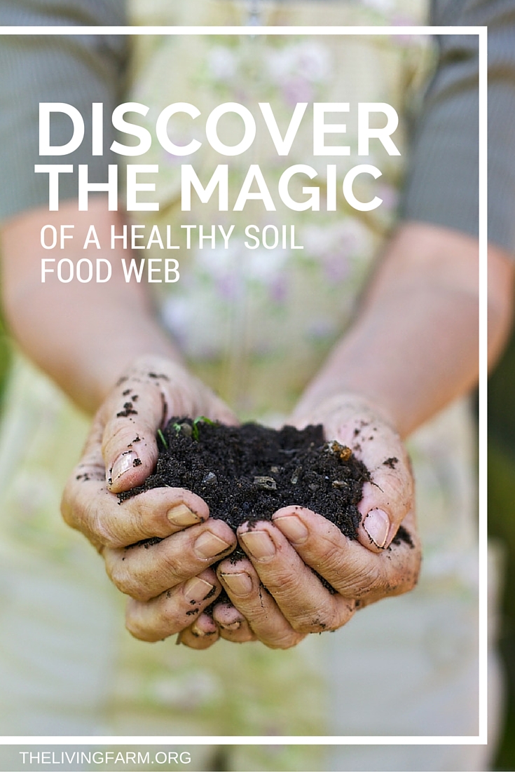 Soil Food Web Pinterest