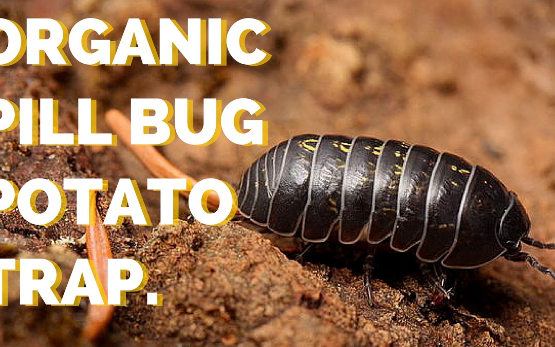 Organic Pill Bug Control with a Potato Trap
