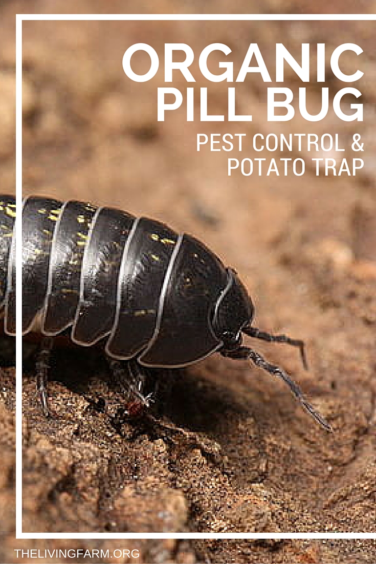 Organic Pill Bug Control Using A Potato Trap