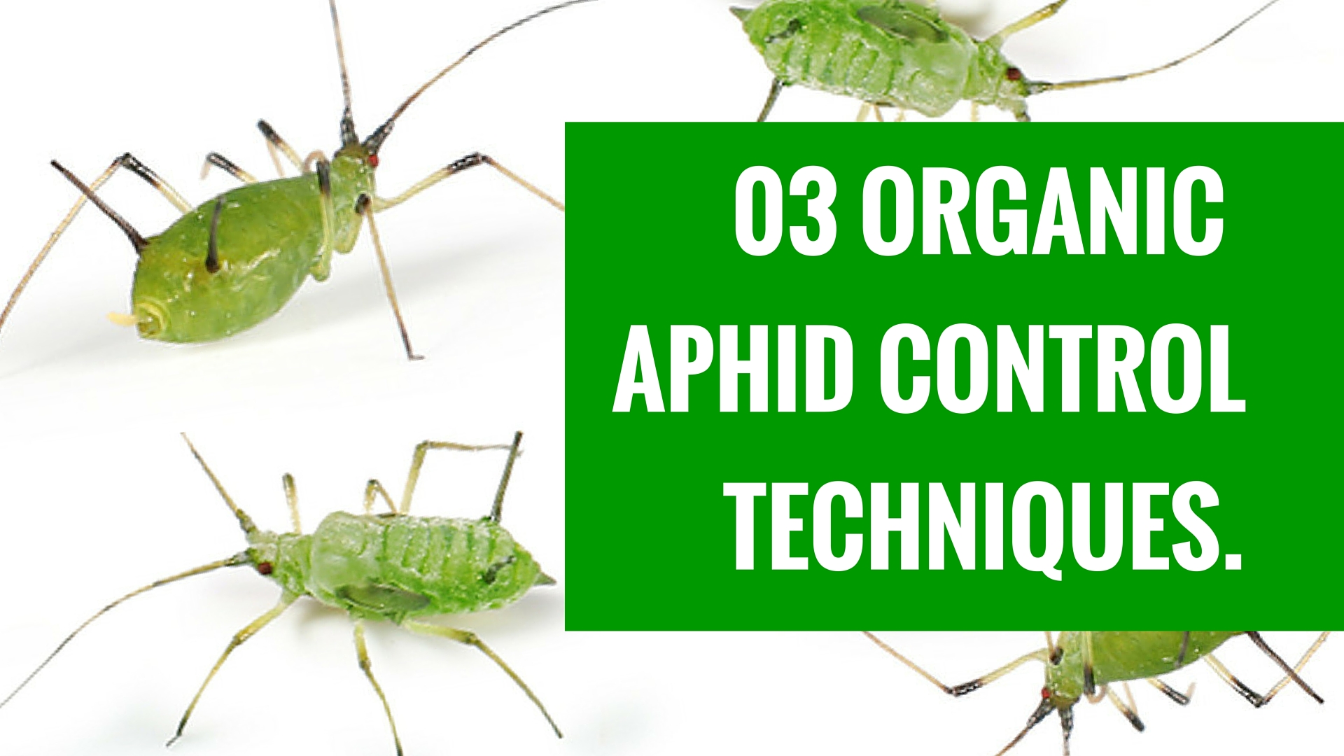 Aphid Control Cover 